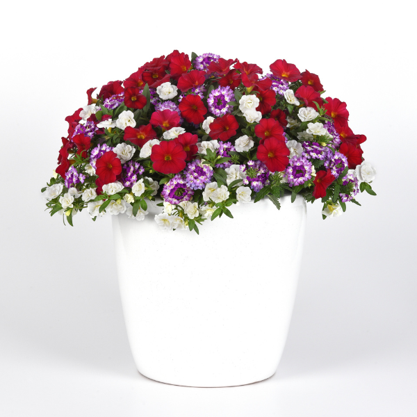 Trixi® 'Mulberry'