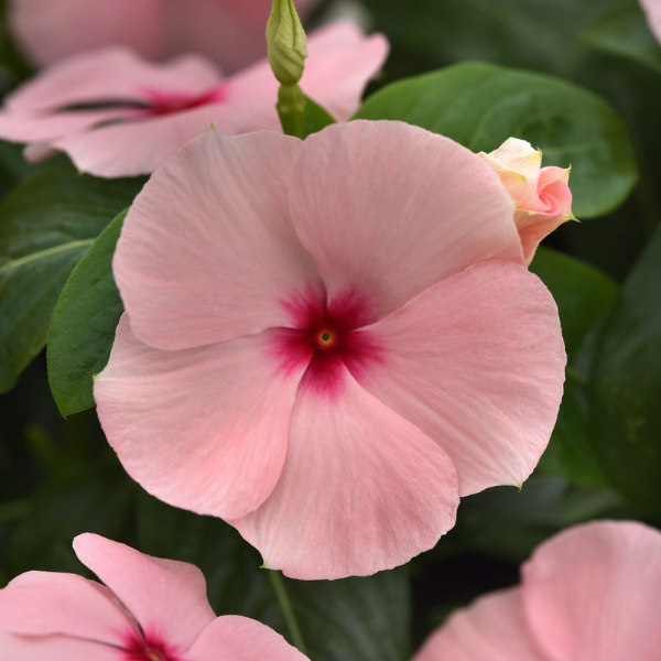 Vinca catharanthus roseus 'Titan-ium Apricot'