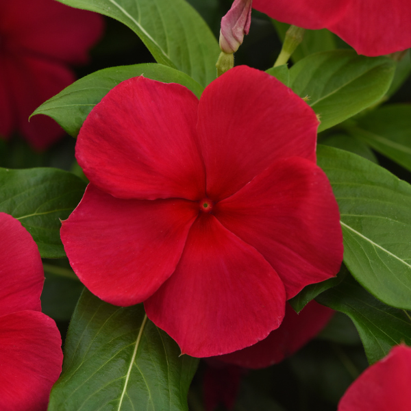 Vinca catharanthus roseus 'Titan-ium Dark Red'