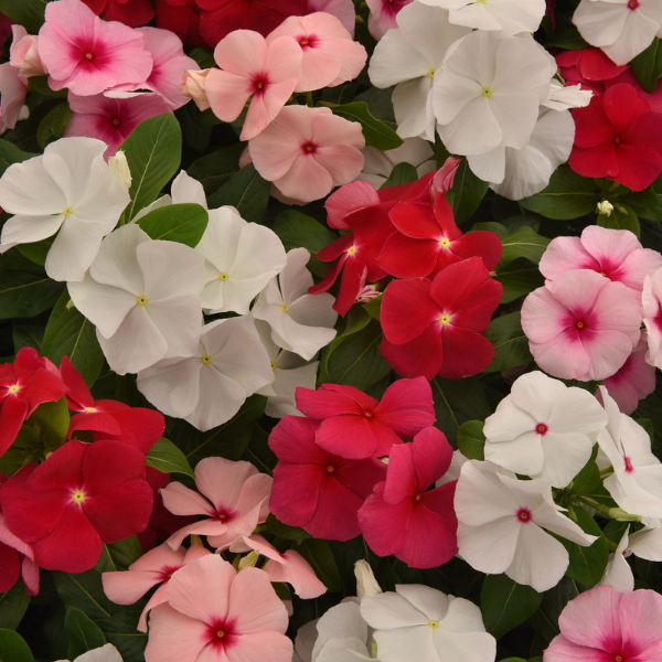 Vinca catharanthus roseus 'Titan-ium Mix'