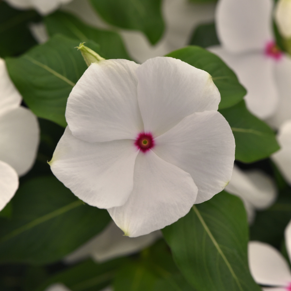 Vinca catharanthus roseus 'Titan-ium Polka Dot'
