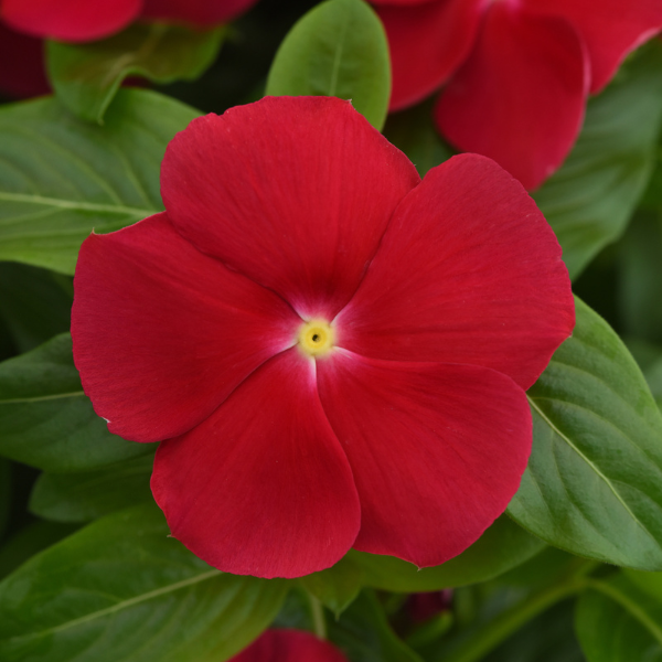 Vinca catharanthus roseus 'Titan-ium Really Red'