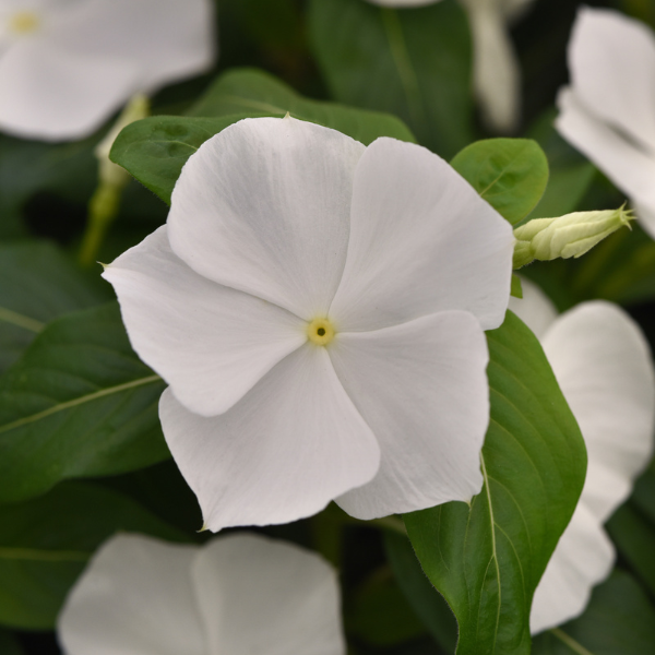 Vinca catharanthus roseus 'Titan-ium White'