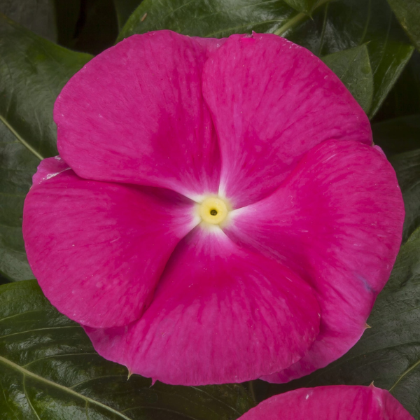 Vinca catharanthus roseus 'Cora Cascade Bright Rose'
