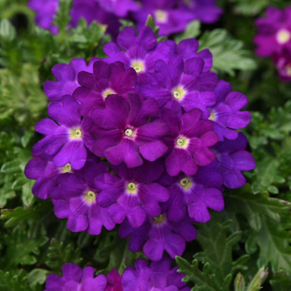 Verbena hybrida 'Beats Blue'