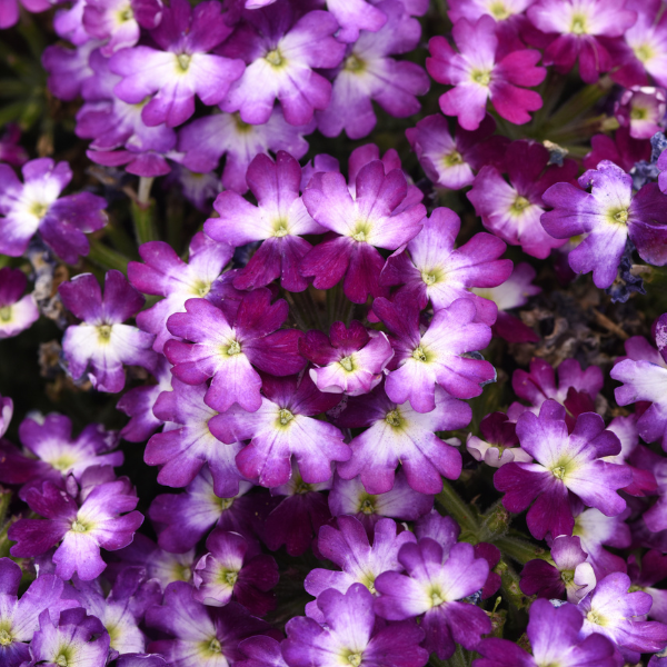 Verbena hybrida 'Beats Blue and White'