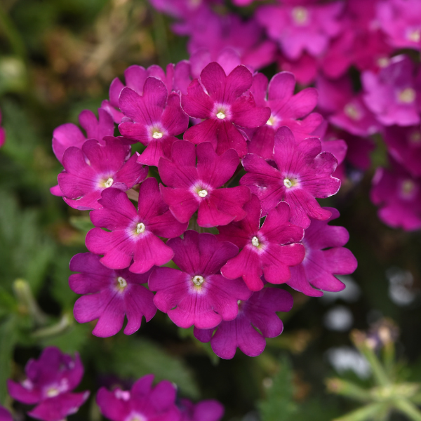 Verbena hybrida 'Beats Bright Purple'