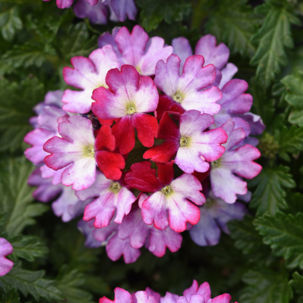 Verbena hybrida 'Beats Purple and White'
