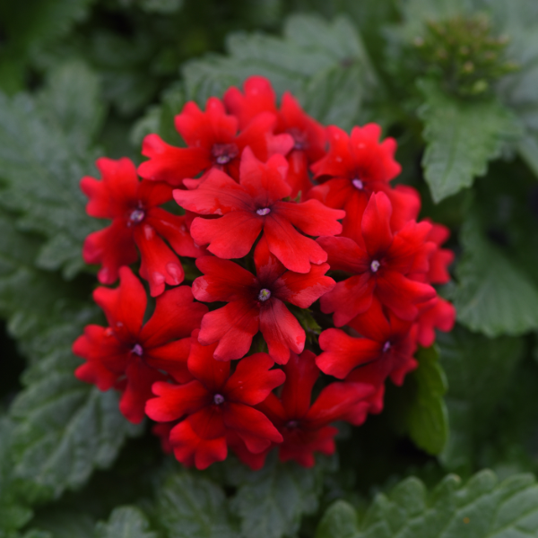 Verbena hybrida 'Beats Red'