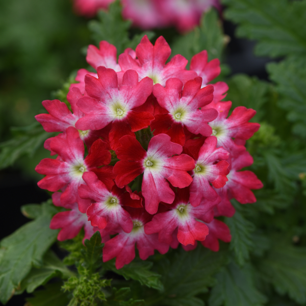 Verbena hybrida 'Beats Red and White'