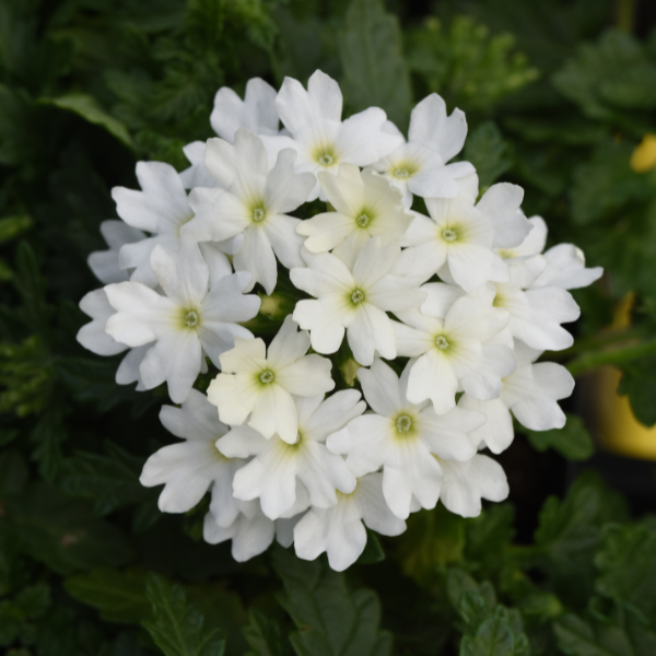 Verbena hybrida 'Beats White'
