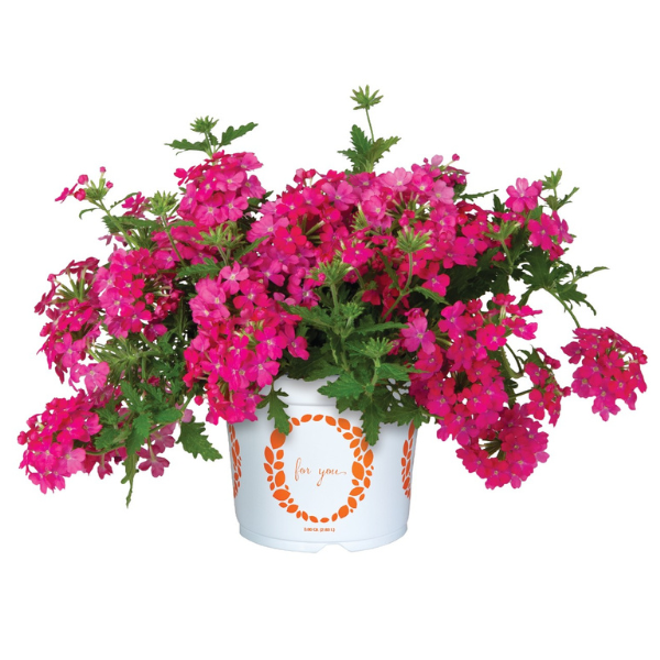 Verbena hybrida 'Empress Flair Pink 25'