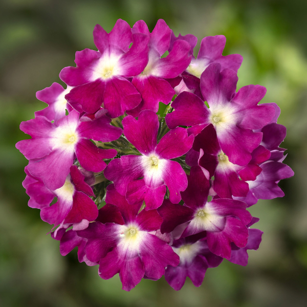 Verbena hybrida 'Lanai Compact Violet Eye'