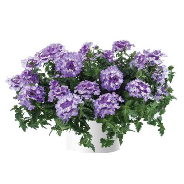 Verbena hortensis 'Vanessa Bicolor Indigo'