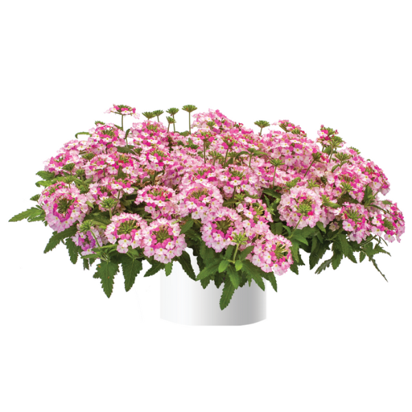 Verbena hortensis 'Vanessa Bicolor Pink'