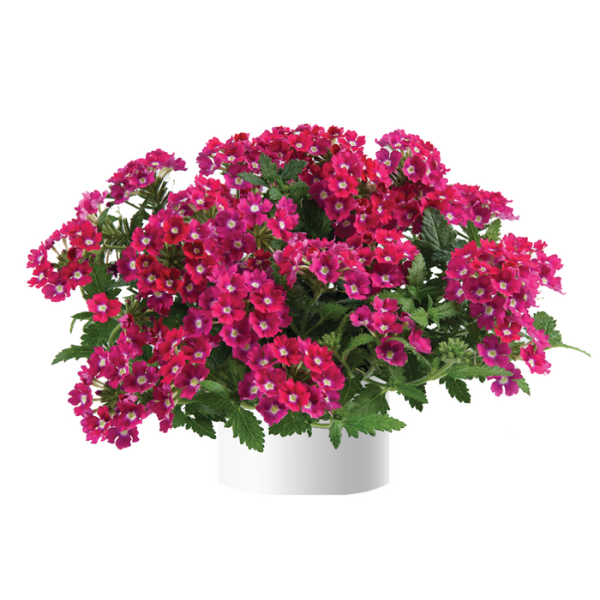 Verbena hortensis 'Vanessa Dark Pink'