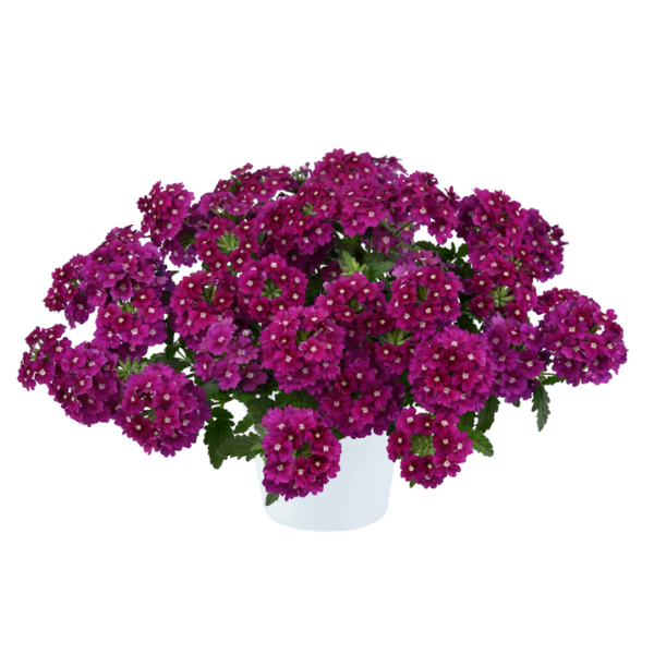 Verbena hortensis 'Vanessa Magenta'