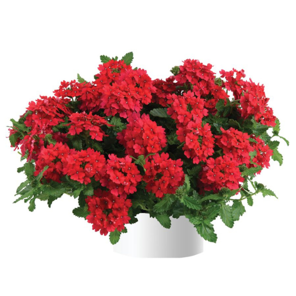 Verbena hortensis 'Vanessa Red'