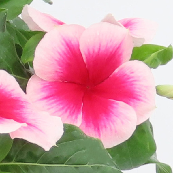 Vinca catharanthus roseus 'Nirvana XDR Blush Splash'