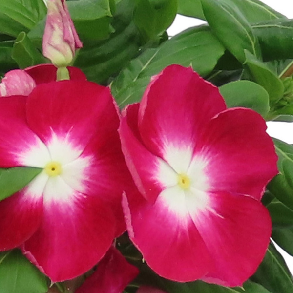 Vinca catharanthus roseus 'Nirvana XDR Cranberry Halo'