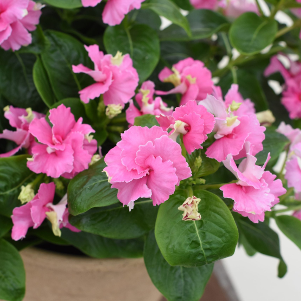 Vinca catharanthus hybrid 'Soiree Flamenco Pink Twist'