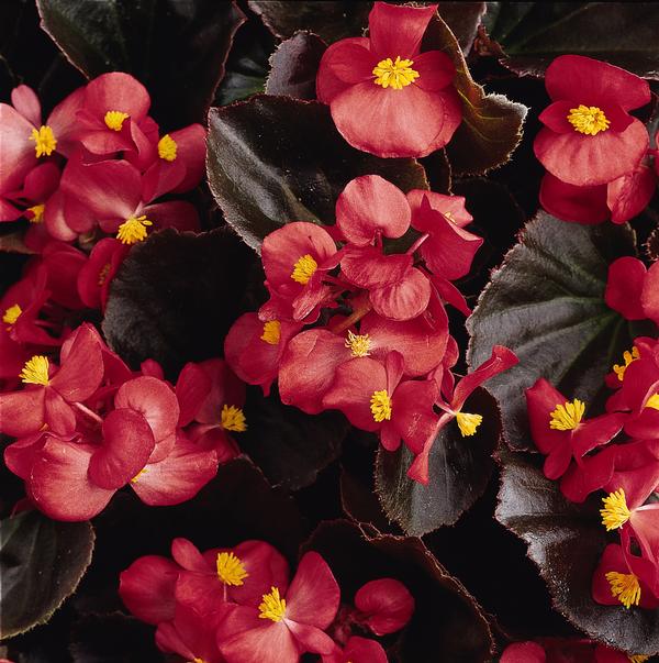 Begonia semperflorens cultorum 'Harmony Plus Scarlet'