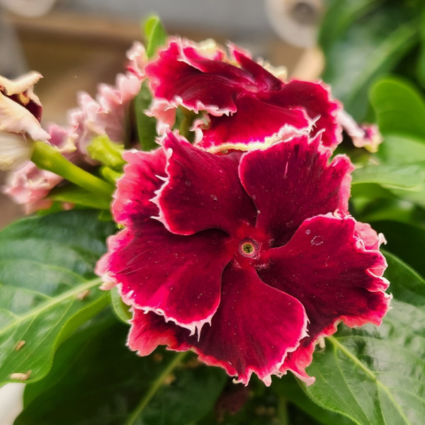 Vinca catharanthus hybrid 'Soiree Flamenco Salsa Red'