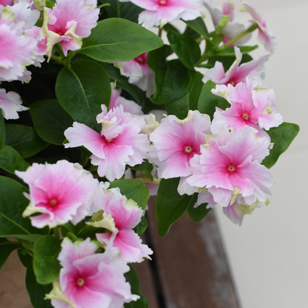 Vinca catharanthus hybrid 'Soiree Flamenco Senorita Pink'