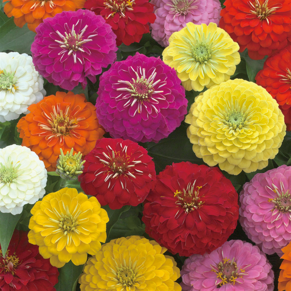 Zinnia elegans 'Preciosa Mix'