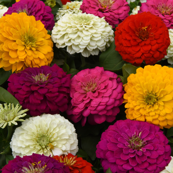 Zinnia elegans 'Zesty Mix'