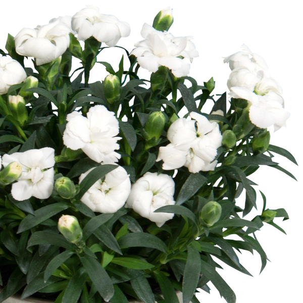 Dianthus caryophyllus 'Oscar White'