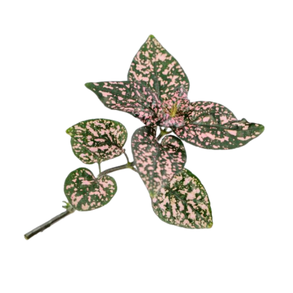 Hypoestes phyllostachya 'Lotty Dotty Rose'