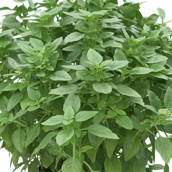 Herb ocimum basilicum 'Basil Spicy'