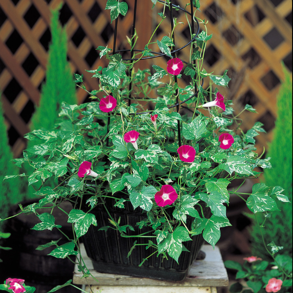 Morning Glory pharbitis x hybrida 'Happy Hour Rose'