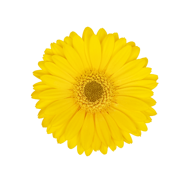Gerbera jamesonii 'Garden Garvinea Sweet Joy'