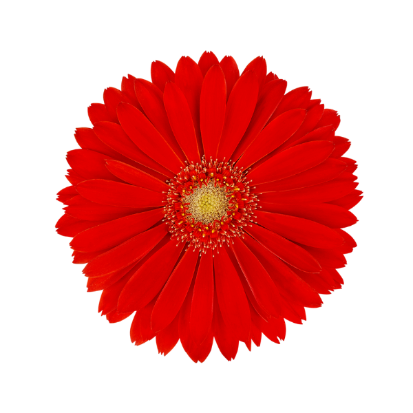Gerbera jamesonii 'Garden Garvinea Sweet Love'