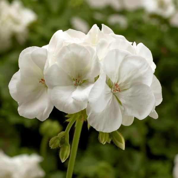 Geranium Zonal pelargonium zonale 'Calliope Medium White'