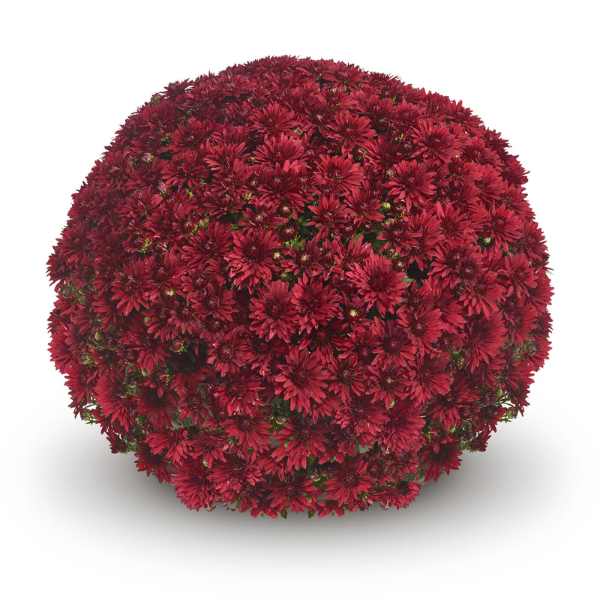 Mum chrysanthemum x morifolium 'Braga Red'