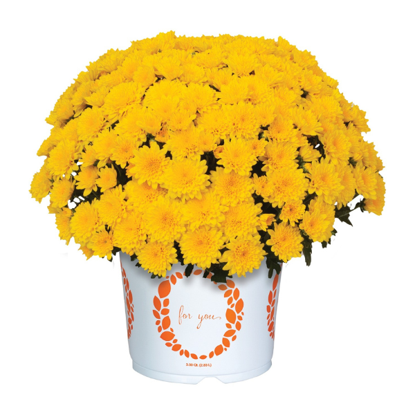Mum chrysanthemum x morifolium 'Delight Yellow'