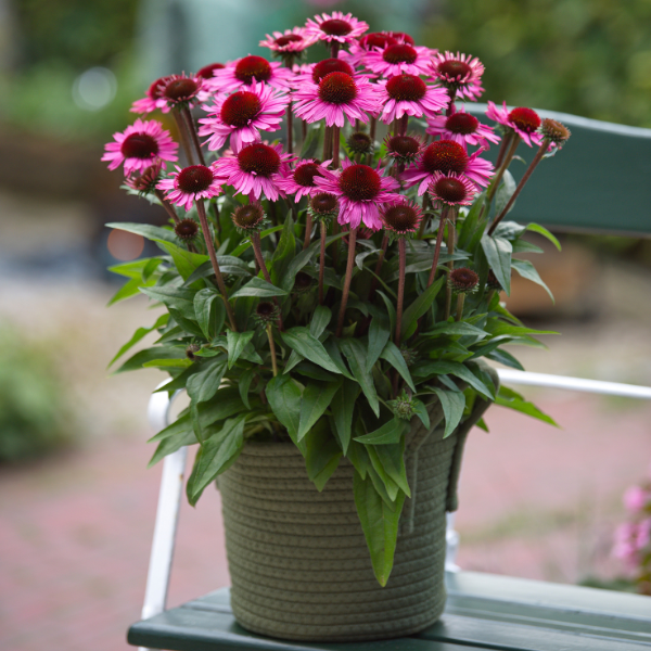 Echinacea hybrid 'Sunmagic Vintage Brilliant Rose'