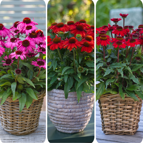 Echinacea hybrid 'Sunmagic Vintage Mix Pink/Orange/Red'
