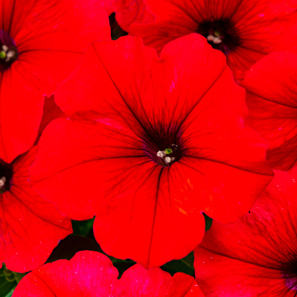 Petunia hybrida 'Inferno Forge'