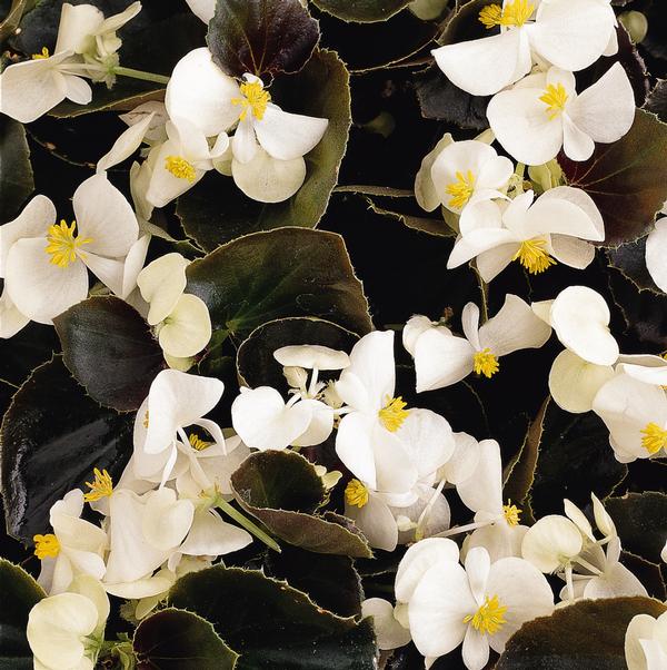 Begonia semperflorens cultorum 'Harmony Plus White'