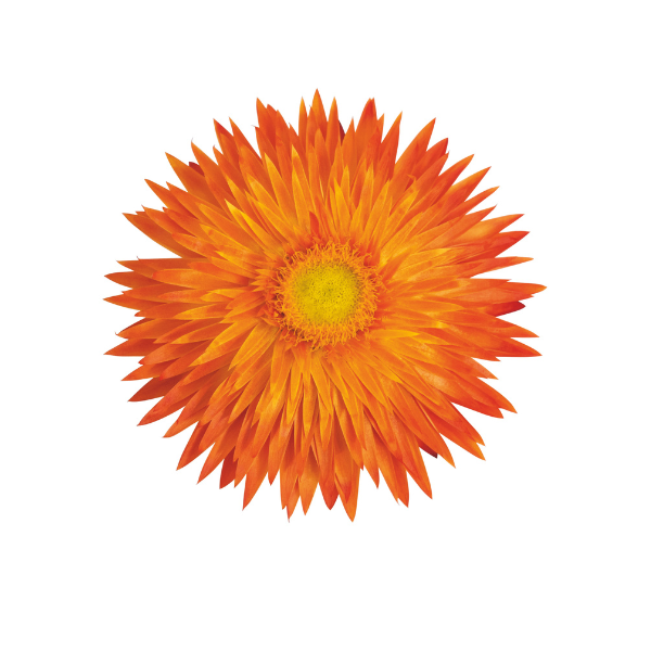 Bracteantha bracteata 'Sunbrero Orange'