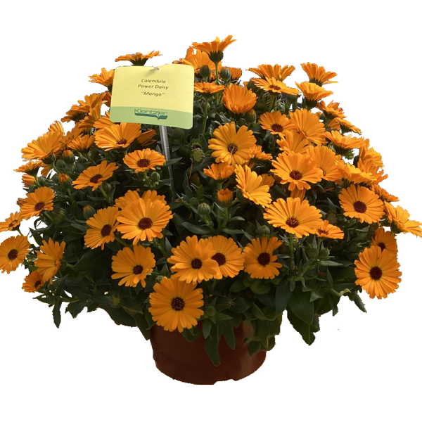Calendula asteraceae 'Power Daisy Mango'