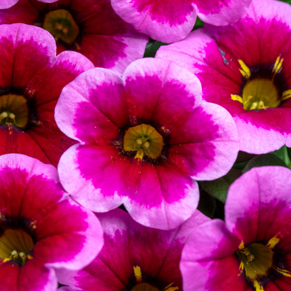 Calibrachoa hybrida 'Eyecatcher Neon Pink'