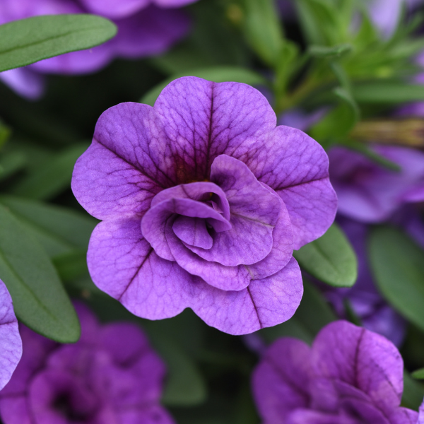 Calibrachoa hybrida 'Minifamous Double Evo Light Blue'