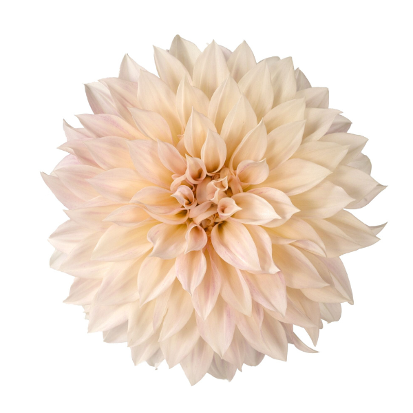 Dahlias Cut hybrida 'Cafe Au Lait'