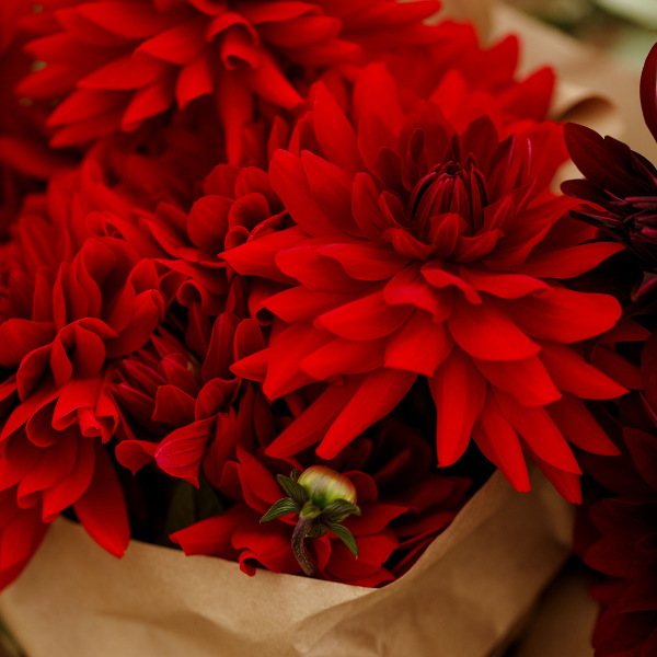 Dahlias Cut hybrida 'Karma Amore Bright Scarlet'