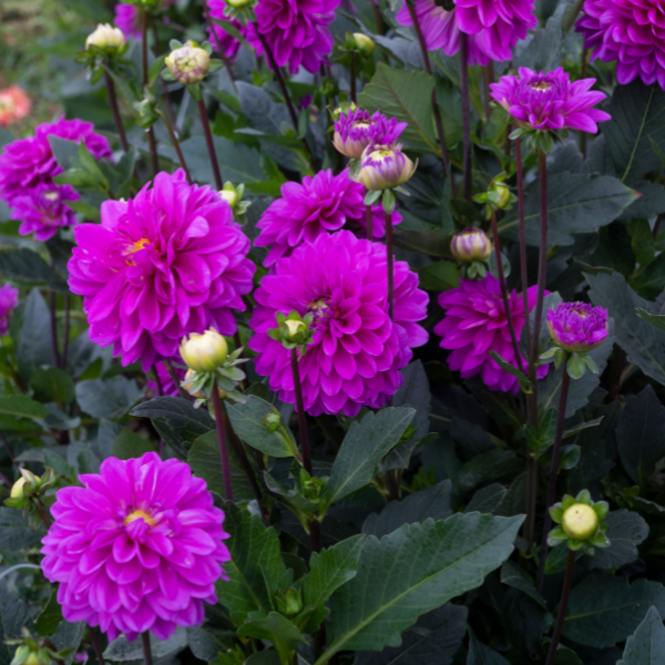 Dahlias Cut hybrida 'Karma Blue Lagoon'